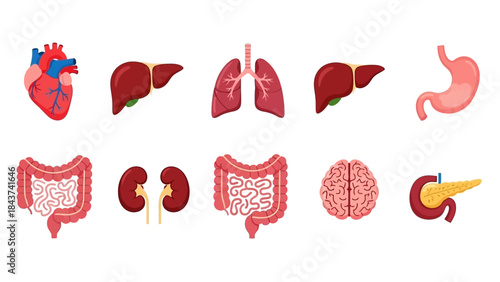 Illustration of human internal organs including heart, liver, lungs, stomach, intestines, kidneys, brain, and pancreas for medical and educational purposes