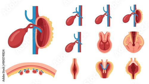 Illustrative diagrams showcasing the anatomy and function of the gallbladder and its associated ducts
