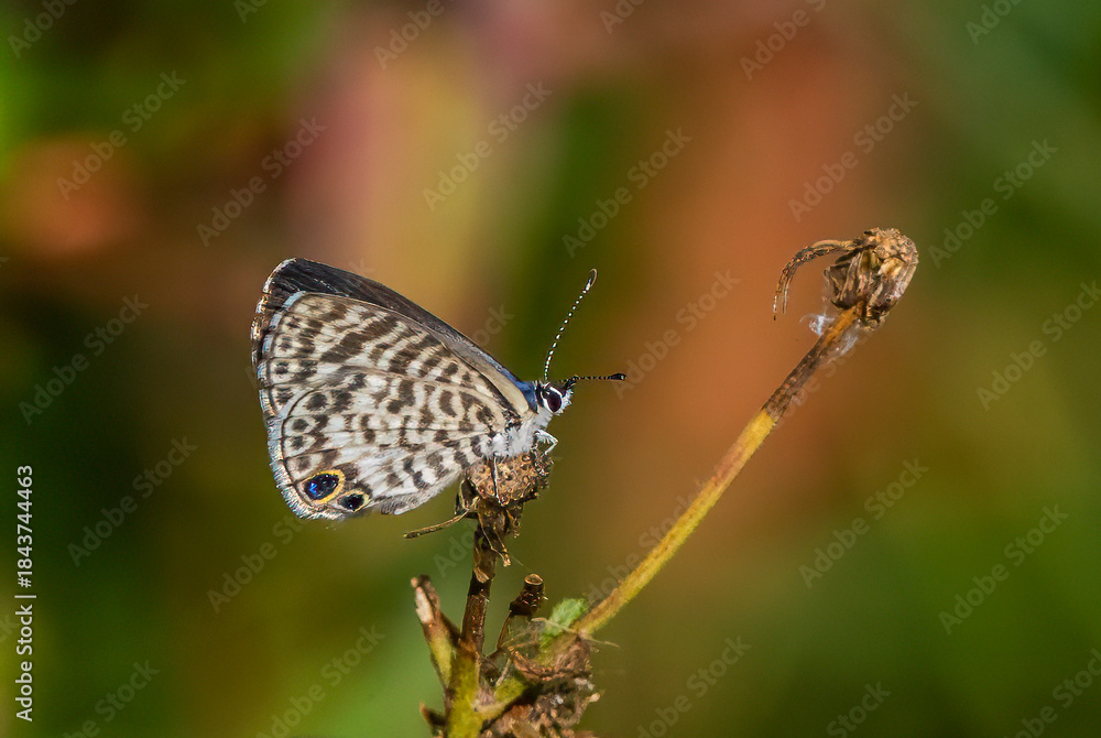 Fototapeta premium Cassius Blue Butterfly (Leptotes cassius tbeonus) also known as Tropical striped blue butterfly