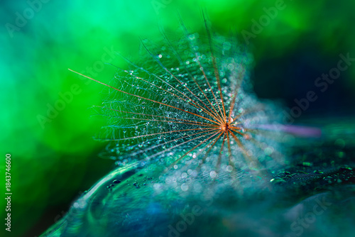 Mokre nasionko w kropelkach wody