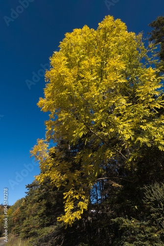 Bright Yellow Autumn Tree Against a Blue Sky on a Crisp Fall Day Vertical
