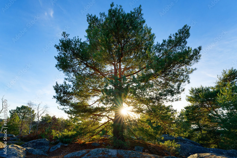 Fototapeta premium On the hills of the Apremont Gorges in Fontainebleau forest