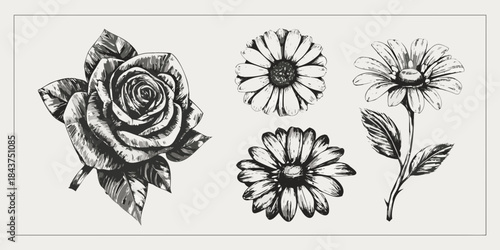 Vintage botanical illustration featuring a rose daisies and other floral sketches
