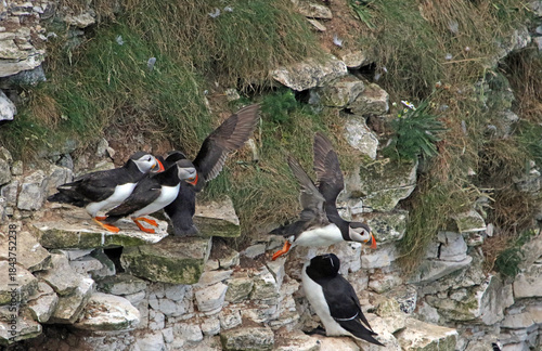 Puffin flying away from group of other Puffins, Bempton Cliffs, Yorkshire England
