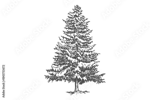 Christmas tree hand drawn sketch, evergreen conifer pine, winter forest plant