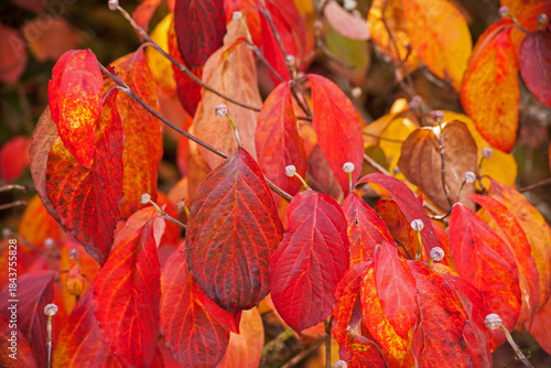 Flowering Dogwood Cornus florida 16412