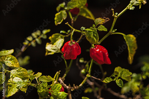 Fresh Carolina reaper chili Capsicum chinense 16664