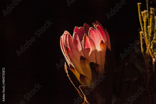 Close-up of a Pink Protea Flower Illuminated Against a Dark Background 16701