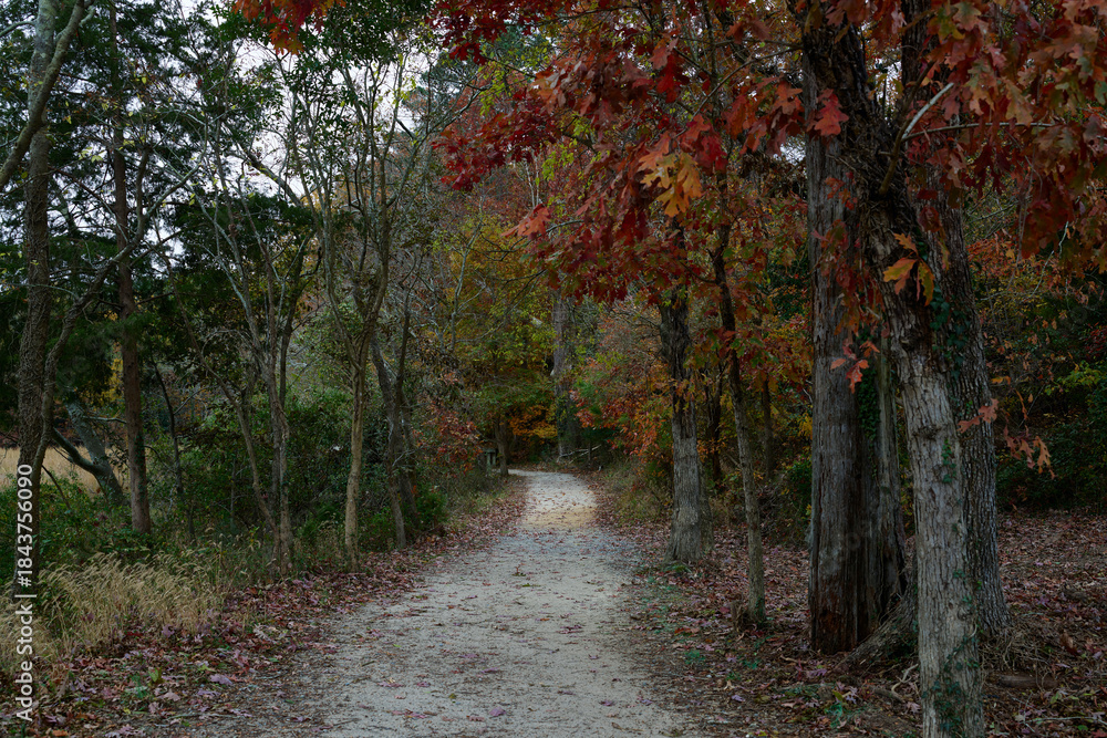 Fototapeta premium Woodland Path Covered in Fallen Leaves