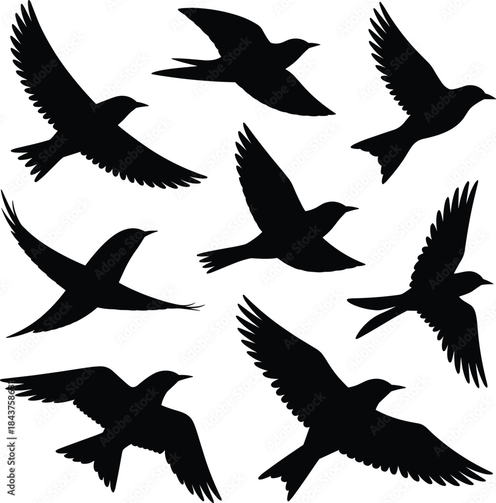 Obraz premium Flying Birds Silhouette Collection Isolated on White Background