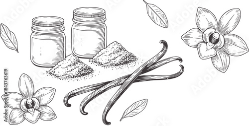 Black and white hand drawn vanilla beans pods flowers and jars