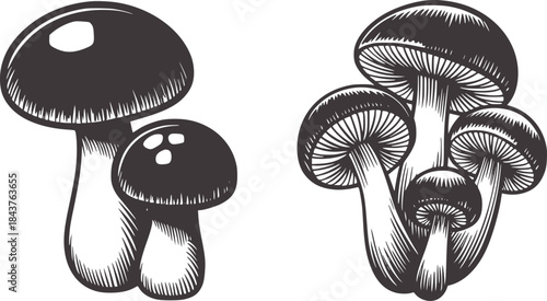 Black and white ink of clustered mushrooms