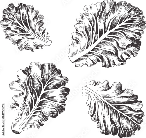 Black and white ink of four detailed curly leaf leaves