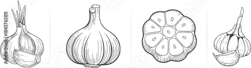 Black and white line of whole and cross section garlic bulbs