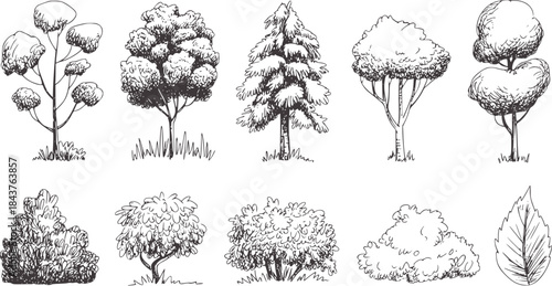 Black and white of various tree and bush shapes trees
