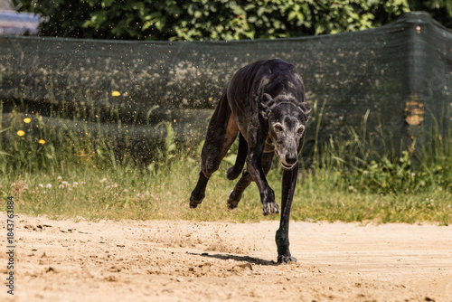 Naklejka Galgo Sighthound Windhund