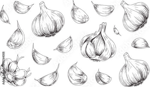 Detailed black and white line of garlic bulbs and cloves