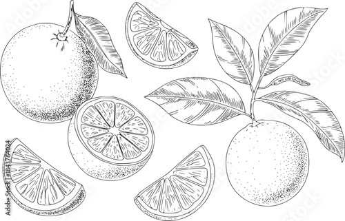 Detailed black and white line of oranges and leaves cross section