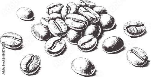 Detailed black and white pencil of coffee beans scattered