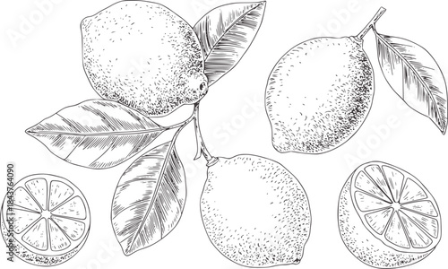Detailed black and white line of lemons and leaves