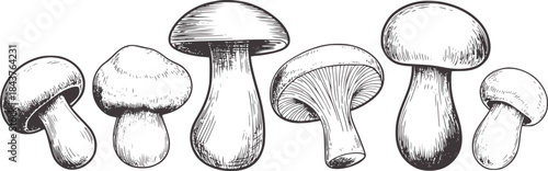 Seven black and white line mushrooms monochrome