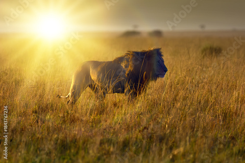 The lion (Panthera leo), a large male on the plains of the Masai Mara during sunrise with the sun behind him.