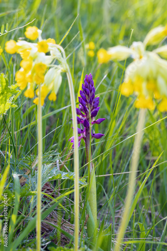 Orchis mascula, the early-purple orchid, early spring orchis, blooming purple flower among the flowers of Primula veris
