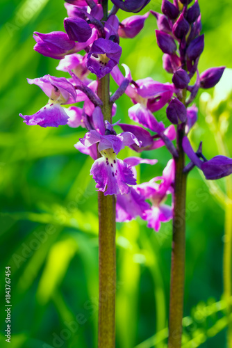 Orchis mascula, the early-purple orchid, early spring orchid, blooming purple flower on a green sloping meadow. Detail of inflorescence.