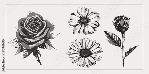 A monochrome botanical study featuring roses and daisy like flowers