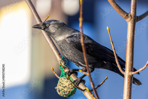 Dokarmianie ptaków zimą