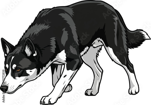 Karelian Bear Dog crouched focused hunting stance 