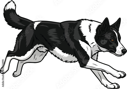 Karelian Bear Dog running energetic athletic movement pose