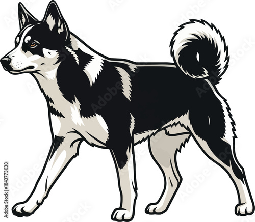Karelian Bear Dog walking trotting gait elegant movement