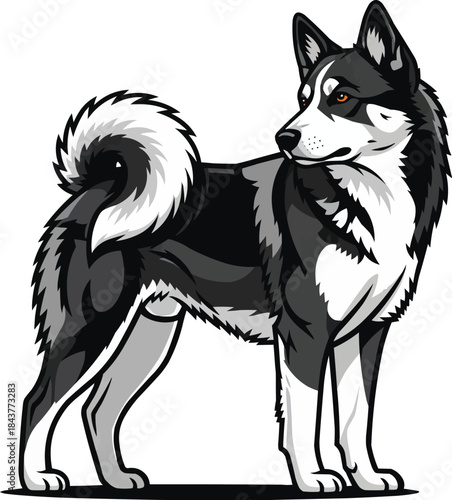 Karelian Bear Dog standing looking away attentive stance