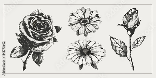 A vintage botanical illustration featuring roses and daisies in monochrome