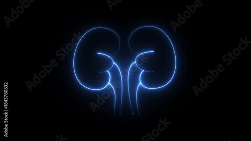 a stylized, neon-blue graphic representation of the human kidneys and the associated parts of the urinary system. 