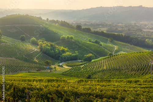 Langhe Vineyard Landscape at susnet, Barbaresco, Piedmont, Italy