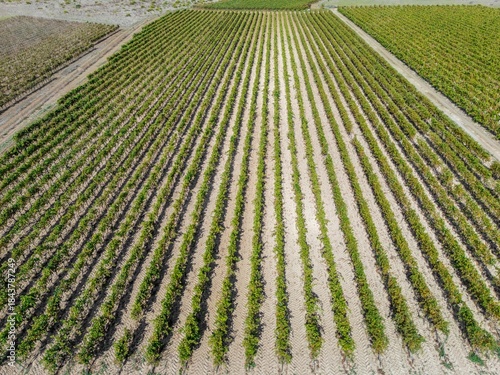 Neat aerial rows of vineyard plants