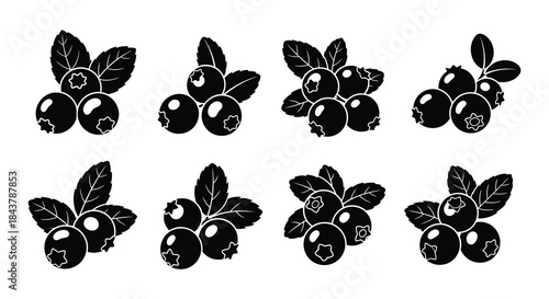 Black and white illustration of several blueberry sprigs with fruit and leaves