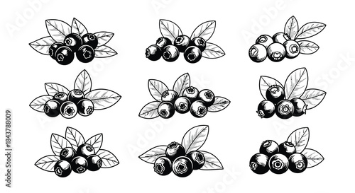 Black and white illustration of several blueberry sprigs with fruit and leaves