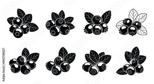 Black and white illustration of several blueberry sprigs with fruit and leaves