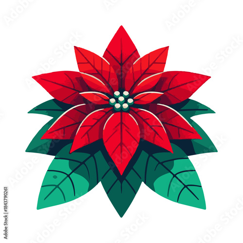 
poinsettia illustration design