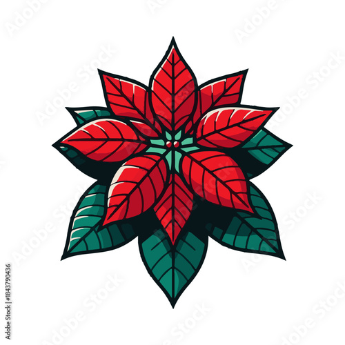 
poinsettia illustration design