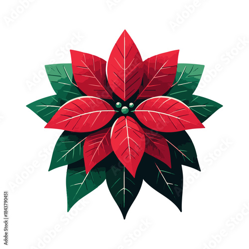 
poinsettia illustration design