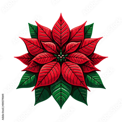 
poinsettia illustration design