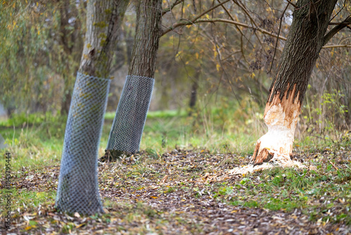 Tree on the shore of a reservoir damaged by beavers. High quality photo