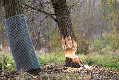 Tree on the shore of a reservoir damaged by beavers. High quality photo