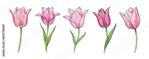 pink tulip flowers with green stems set