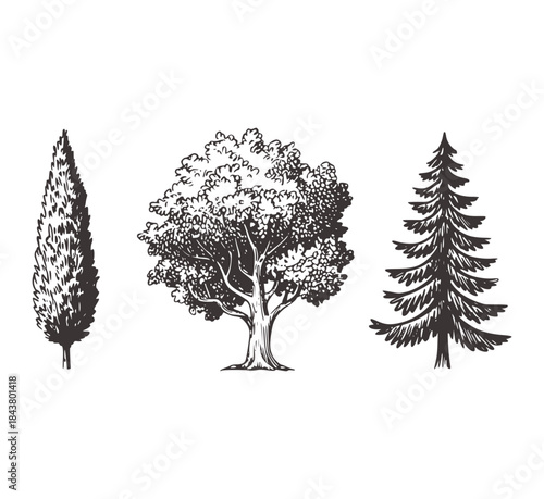 Black and white line of cypress oak and pine trees