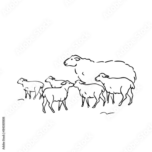 Sheep flock sketch showing group of farm animals. This graceful contour pencil art illustration depicts sheep forms and poses. Excellent sheep flock sketch for farm related designs.